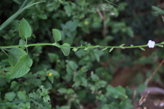 Priva cordifolia